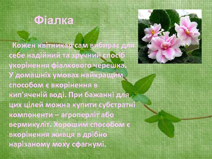 Фіалка Кожен квітникар сам вибирає для себе надійний та зручний спосіб укорінення фіалкового черешка.