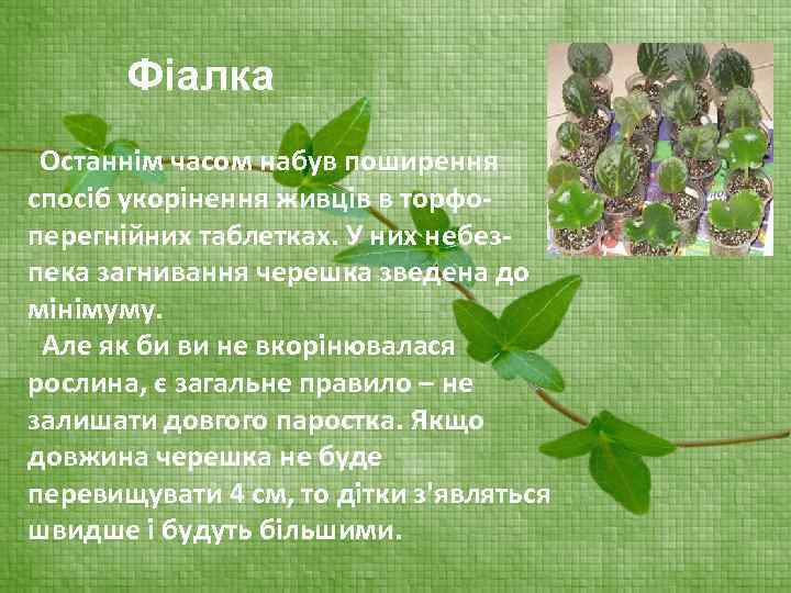 Фіалка Останнім часом набув поширення спосіб укорінення живців в торфоперегнійних таблетках. У них небезпека