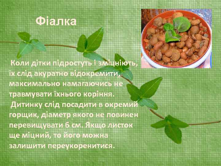 Фіалка Коли дітки підростуть і зміцніють, їх слід акуратно відокремити, максимально намагаючись не травмувати