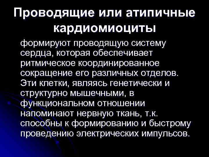 Проводящие или атипичные кардиомиоциты формируют проводящую систему сердца, которая обеспечивает ритмическое координированное сокращение его