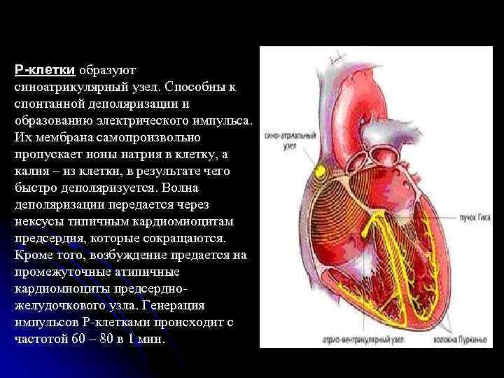 Р-клетки образуют синоатрикулярный узел. Способны к спонтанной деполяризации и образованию электрического импульса. Их мембрана