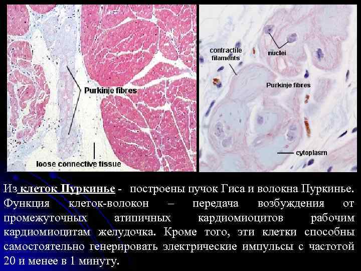 Из клеток Пуркинье - построены пучок Гиса и волокна Пуркинье. Функция клеток-волокон – передача