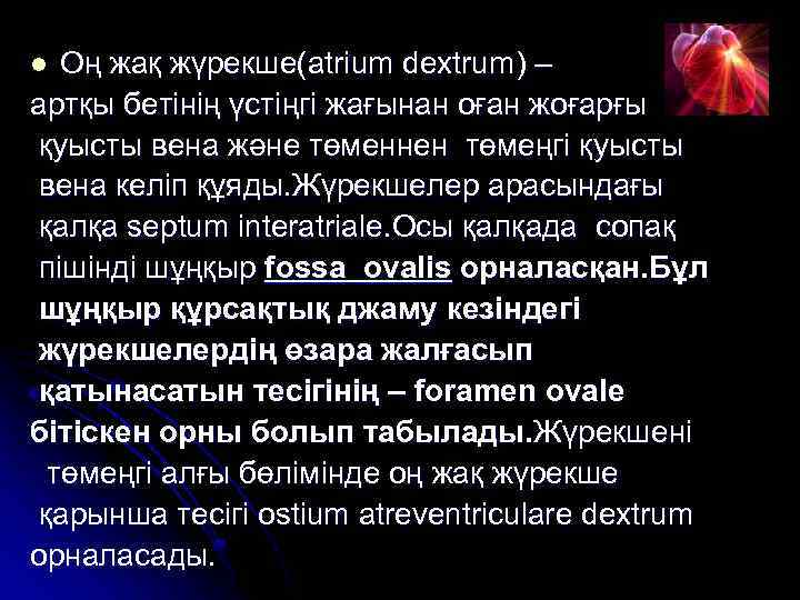 Оң жақ жүрекше(atrium dextrum) – артқы бетінің үстіңгі жағынан оған жоғарғы қуысты вена және