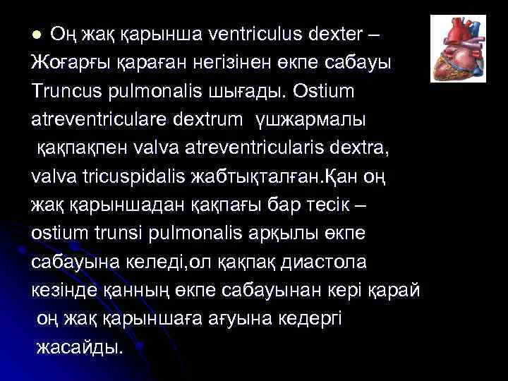 Оң жақ қарынша ventriculus dexter – Жоғарғы қараған негізінен өкпе сабауы Truncus pulmonalis шығады.