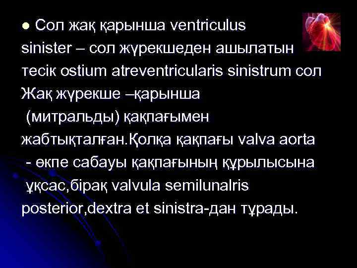 Сол жақ қарынша ventriculus sinister – сол жүрекшеден ашылатын тесік ostium atreventricularis sinistrum сол