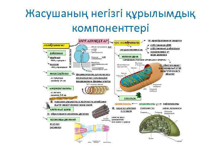 Жасушаның негізгі құрылымдық компоненттері 