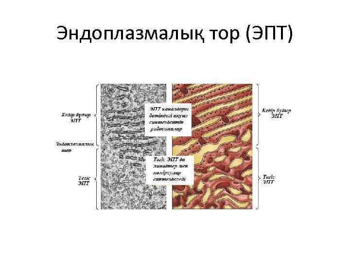 Эндоплазмалық тор (ЭПТ) 