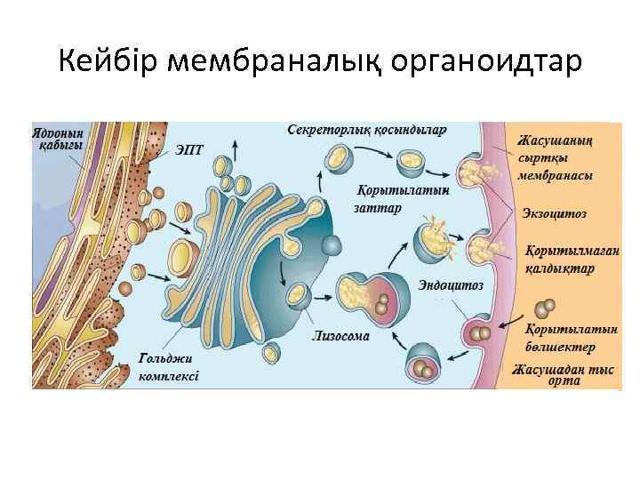 Кейбір мембраналық органоидтар 