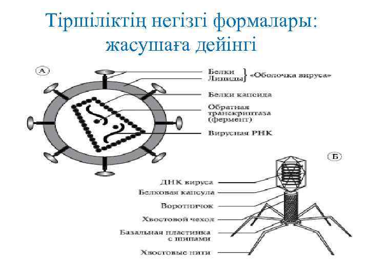 Тіршіліктің негізгі формалары: жасушаға дейінгі 