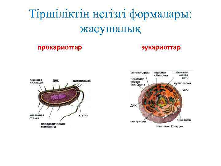 Тіршіліктің негізгі формалары: жасушалық прокариоттар эукариоттар 