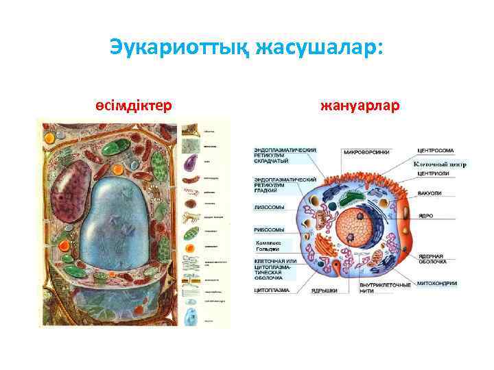 Эукариоттық жасушалар: өсімдіктер жануарлар 