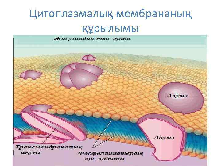 Цитоплазмалық мембрананың құрылымы 