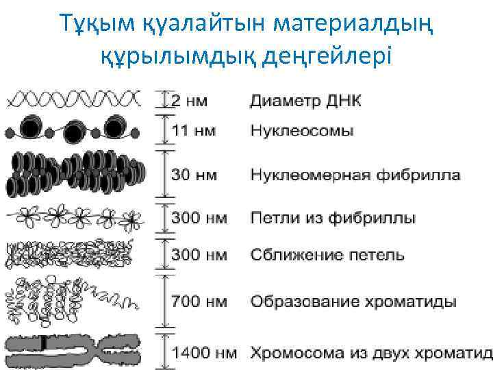 Тұқым қуалайтын материалдың құрылымдық деңгейлері 