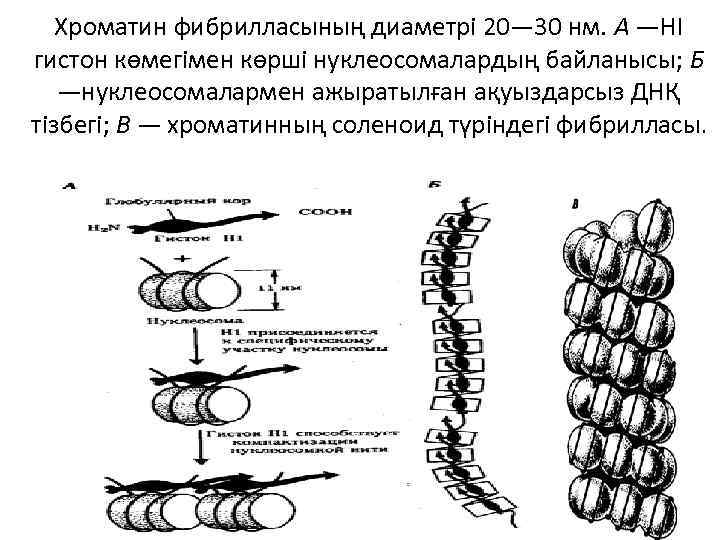 Хроматин фибрилласының диаметрі 20— 30 нм. А —HI гистон көмегімен көрші нуклеосомалардың байланысы; Б