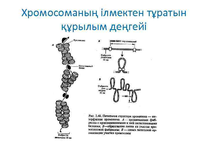 Хромосоманың ілмектен тұратын құрылым деңгейі 