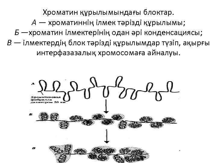 Хроматин құрылымындағы блоктар. А — хроматиннің ілмек тәрізді құрылымы; Б —хроматин ілмектерінің одан әрі