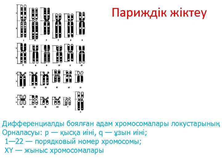 Париждік жіктеу Дифференциалды боялған адам хромосомалары локустарының Орналасуы: р — қысқа иіні, q —