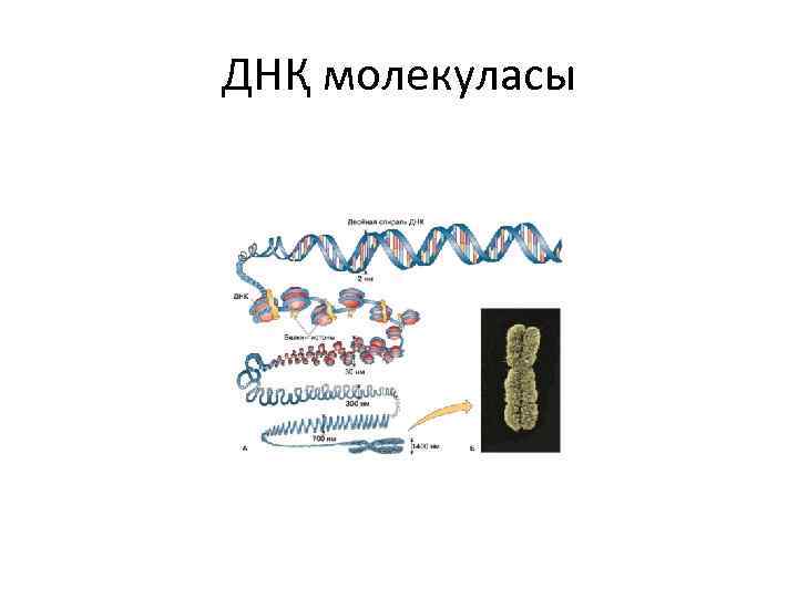 ДНҚ молекуласы 