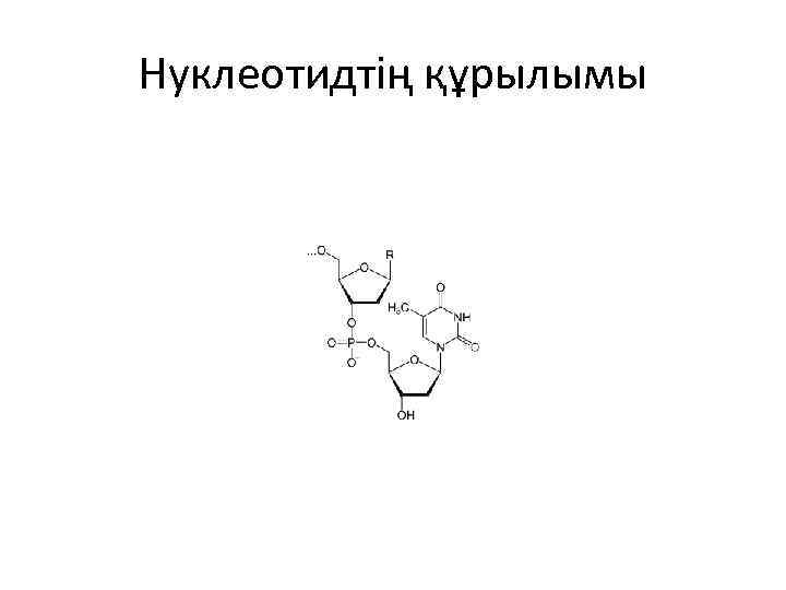 Нуклеотидтің құрылымы 