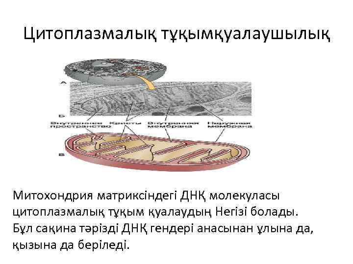 Жасушаның құрылысы фото