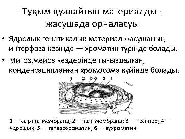 Тұқым қуалайтын материалдың жасушада орналасуы • Ядролық генетикалық материал жасушаның интерфаза кезінде — хроматин