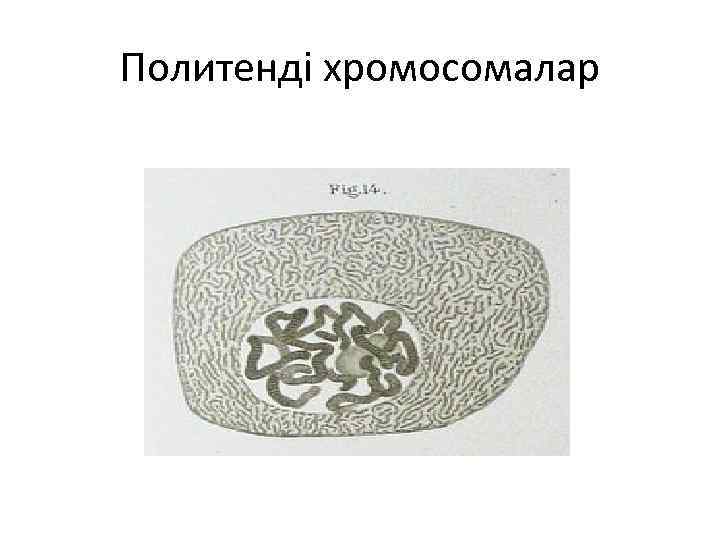 Политенді хромосомалар 