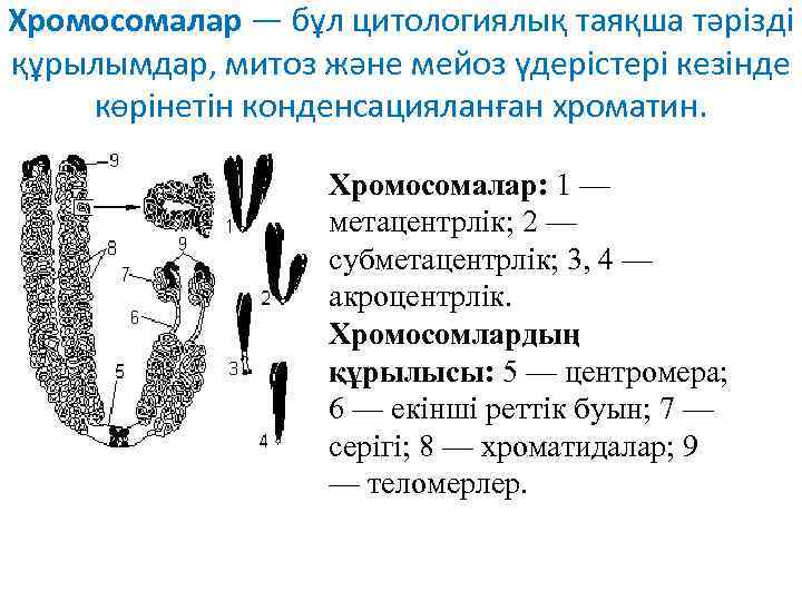 Хромосомалар — бұл цитологиялық таяқша тәрізді құрылымдар, митоз және мейоз үдерістері кезінде көрінетін конденсацияланған
