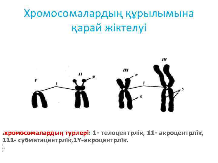 Хромосомалардың құрылымына қарай жіктелуі хромосомалардың түрлері: 1 - телоцентрлік, 11 - акроцентрлік, 111 -