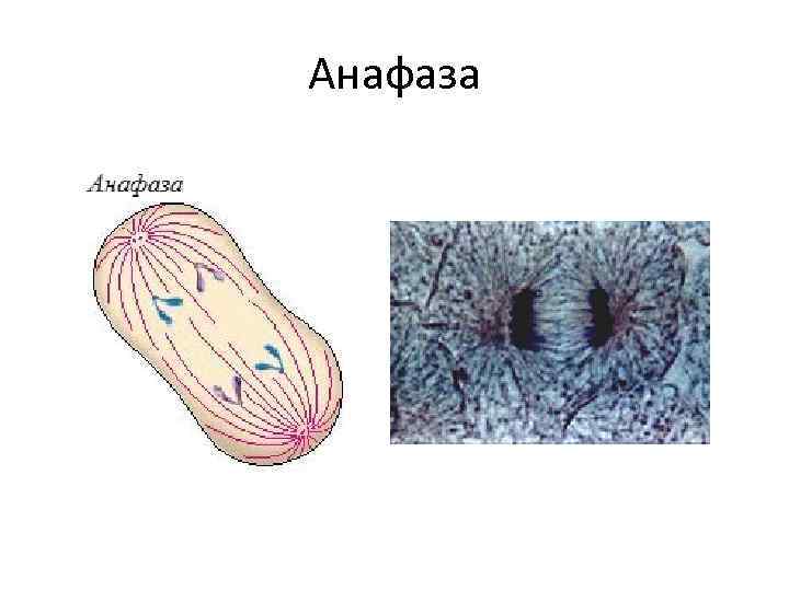 Анафаза 