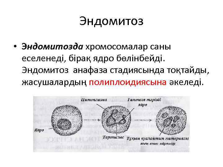 Эндомитоз • Эндомитозда хромосомалар саны еселенеді, бірақ ядро бөлінбейді. Эндомитоз анафаза стадиясында тоқтайды, жасушалардың
