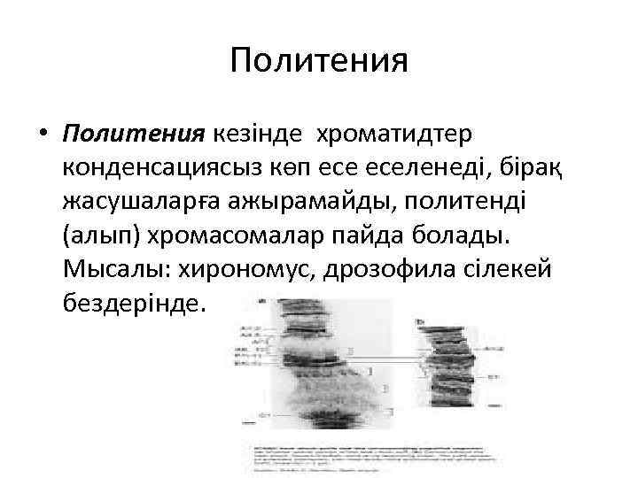 Политения • Политения кезінде хроматидтер конденсациясыз көп еселенеді, бірақ жасушаларға ажырамайды, политенді (алып) хромасомалар