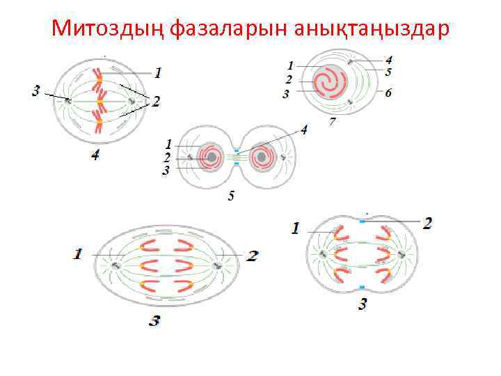 Митоздың фазаларын анықтаңыздар 