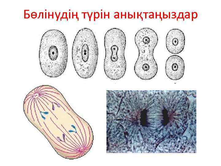 Бөлінудің түрін анықтаңыздар 
