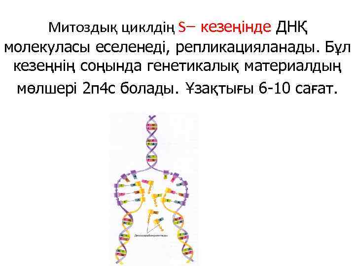 Митоздық циклдің S кезеңінде ДНҚ молекуласы еселенеді, репликацияланады. Бұл кезеңнің соңында генетикалық материалдың мөлшері