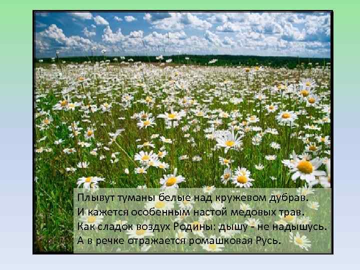 Плывут туманы белые над кружевом дубрав. И кажется особенным настой медовых трав. Как сладок