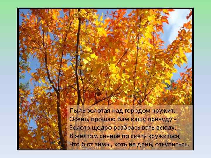 Осенние кружева Пыль золотая над городом кружит. Осень, прощаю Вам вашу причуду - Золото