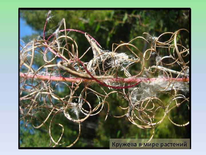 Кружева в мире растений 