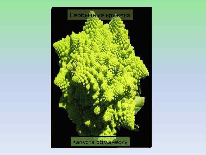 Необычные кружева Китайская капуста Бормашина + скорлупа яйца Капуста романеску Физалис 