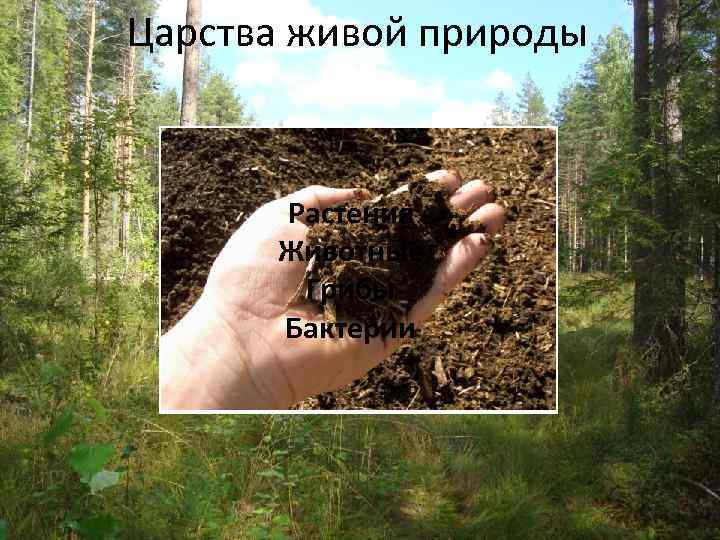 Царства живой природы Растения Животные Грибы Бактерии 