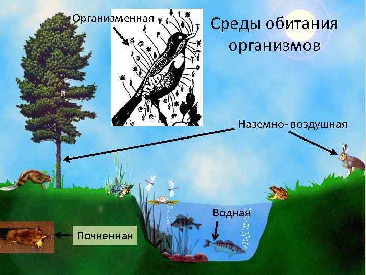 Организменная Среды обитания организмов Наземно- воздушная Водная Почвенная 