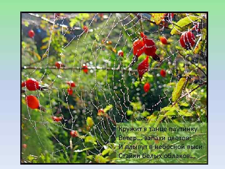 Кружева в животном мире Кружит в танце паутинку Ветер. . . запахи цветов; И