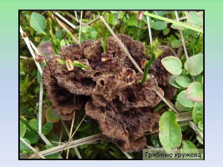 Грибные кружева 