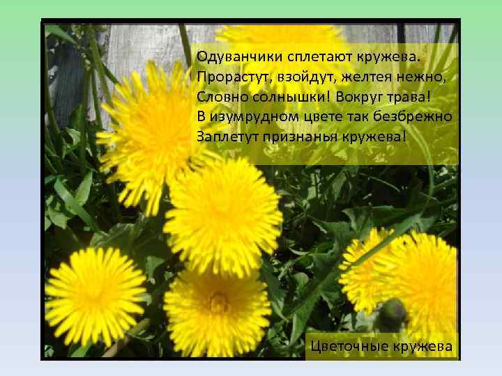 Одуванчики сплетают кружева. Прорастут, взойдут, желтея нежно, Словно солнышки! Вокруг трава! В изумрудном цвете