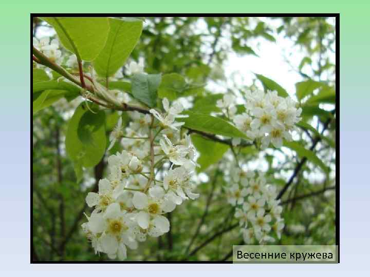 Весенние кружева 