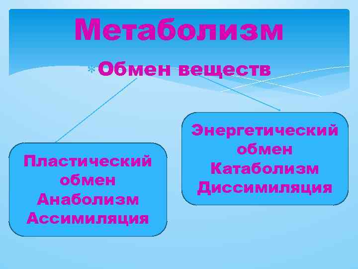 Метаболизм Обмен веществ Пластический обмен Анаболизм Ассимиляция Энергетический обмен Катаболизм Диссимиляция 