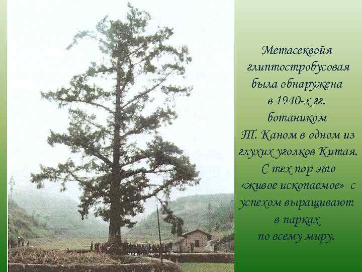 Метасеквойя глиптостробусовая была обнаружена в 1940 -х гг. ботаником Т. Каном в одном из