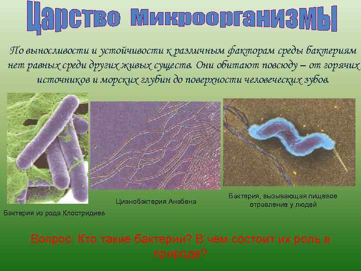 По выносливости и устойчивости к различным факторам среды бактериям нет равных среди других живых