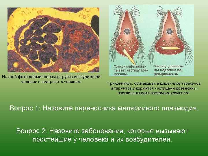 На этой фотографии показана группа возбудителей малярии в эритроците человека Трихонимфа, обитающая в кишечнике