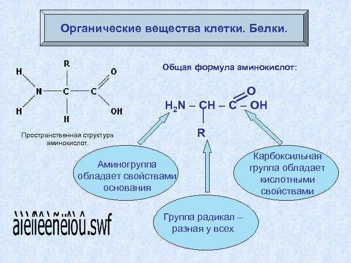 Органические вещества клетки. Белки. Общая формула аминокислот: О H 2 N – CH –