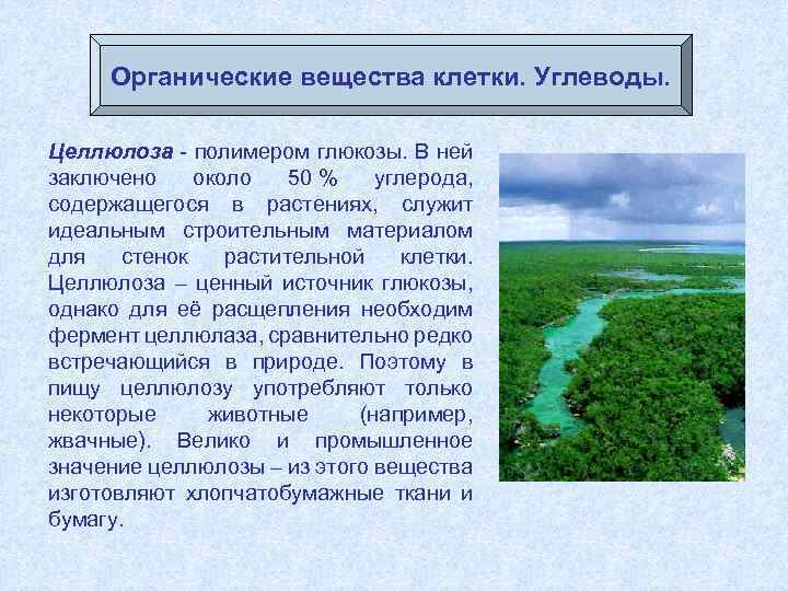 Органические вещества клетки. Углеводы. Целлюлоза - полимером глюкозы. В ней заключено около 50 %